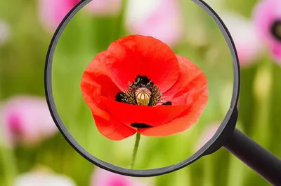 Illustration focussed - Image 1