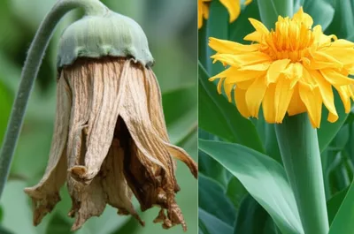 Illustration declines - Image 1