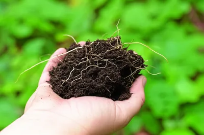 Illustration earthier