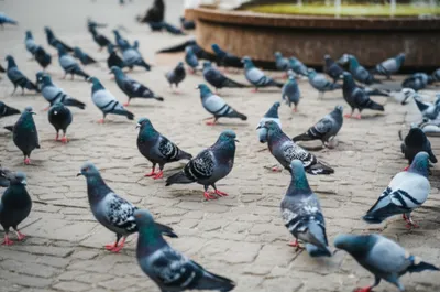 Illustration shakers - Image 1