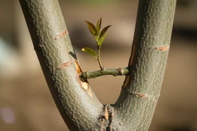 Illustration engrafted