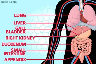 Hình ảnh minh họa organ - Ảnh 2