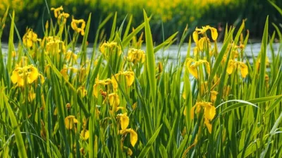 Illustration flag - Image 1