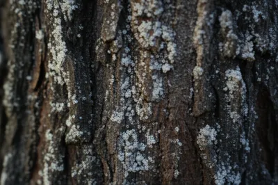 Illustration scurf - Image 1