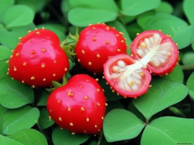 Illustration strawberries - Image 1