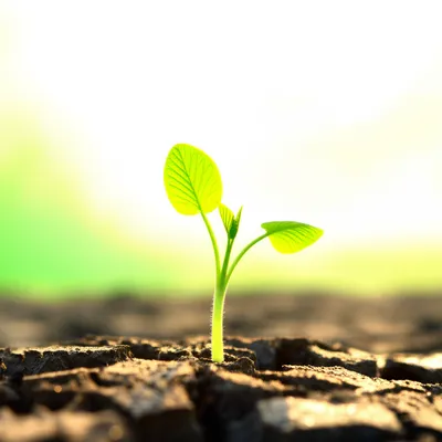 Illustration survives