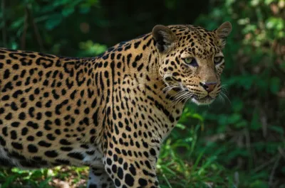 Illustration leopards - Image 1