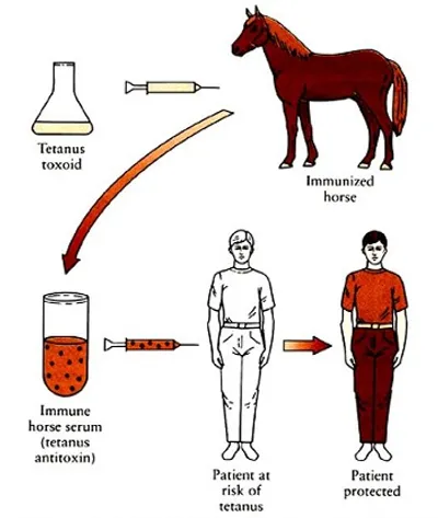 Illustration serum - Image 2