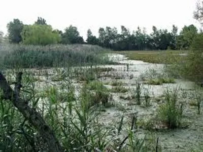 Illustration marshy - Image 2