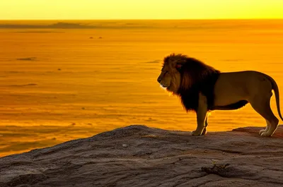 Illustration majestically