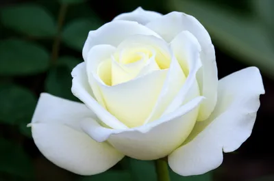 Illustration pure - Image 1