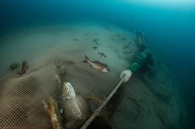 Illustration trawling - Image 1