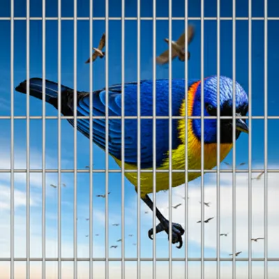 Illustration caging - Image 1