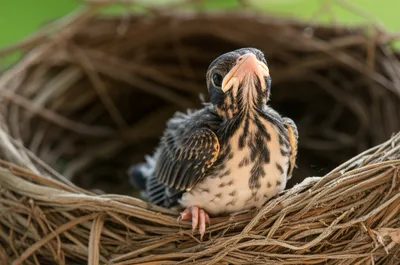 Illustration callow - Image 1