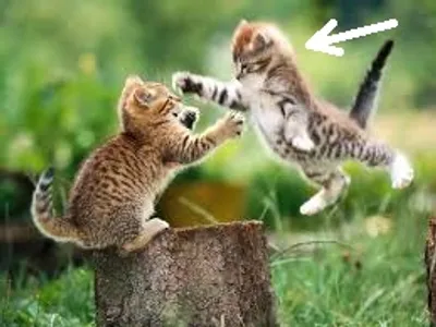 Illustration assailant - Image 2