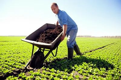 Illustration dunged - Image 1