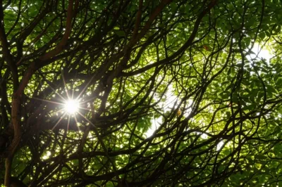 Illustration crisp - Image 1