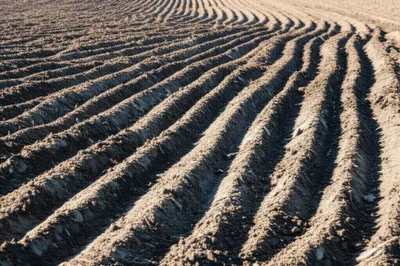 Illustration socks - Image 1