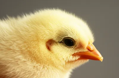 Illustration downy - Image 1