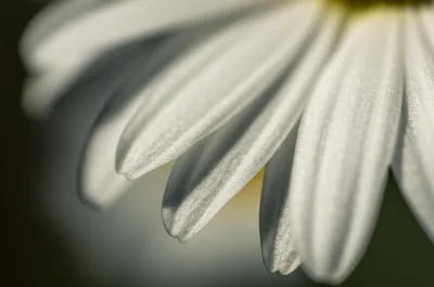 Illustration strap - Image 1