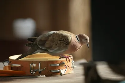 Illustration tambourin - Image 1