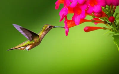 Illustration courting - Image 1