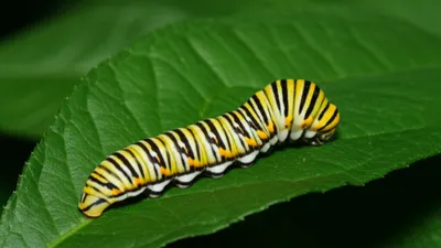 Illustration mutation - Image 1