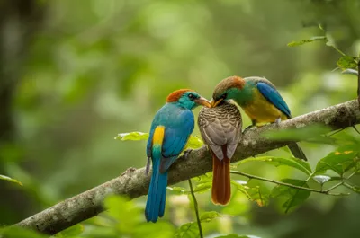 Illustration allies - Image 1