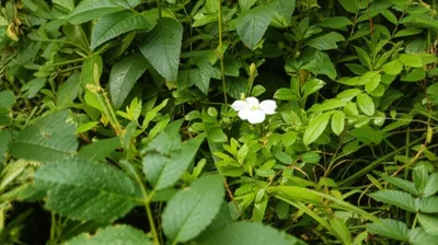 Illustration gardens - Image 1