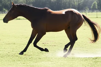 Illustration trot - Image 1