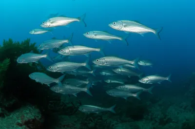 Illustration ruffs - Image 1