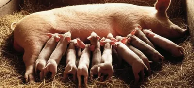 Illustration dugs - Image 1