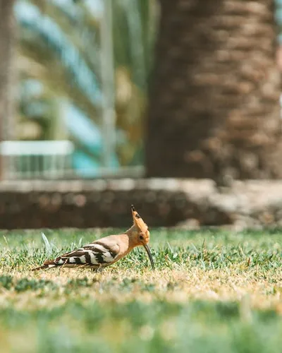 Illustration hoopoe - Image 2