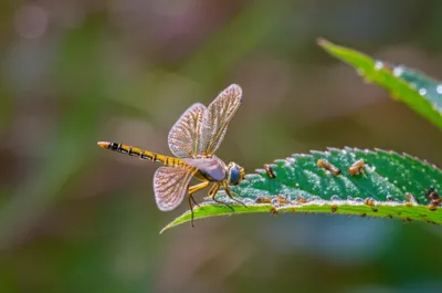 Illustration fledgling - Image 1