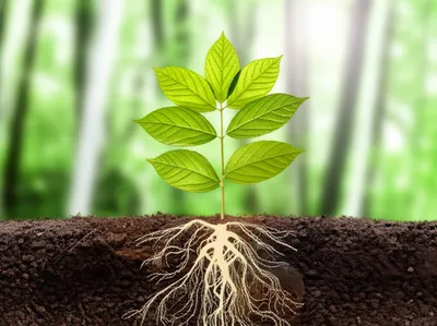 Illustration fortify - Image 1