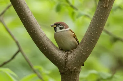 Illustration crotchets - Image 1