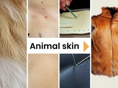 Illustration fur - Image 1