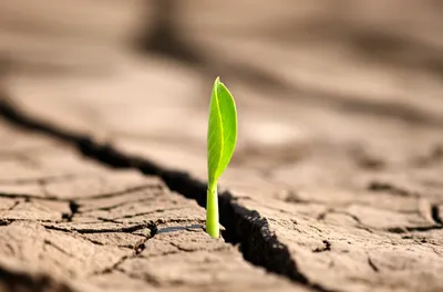 Hình ảnh minh họa springing - Ảnh 1