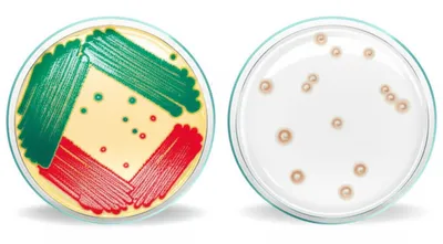 Illustration cultured - Image 1