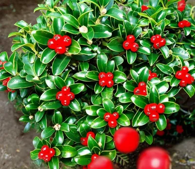 Illustration ilex - Image 1