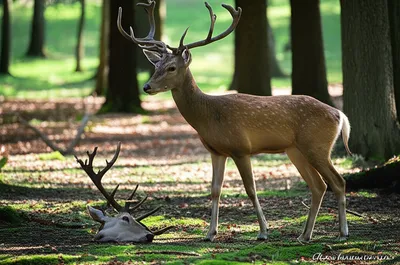 Illustration mewing - Image 1