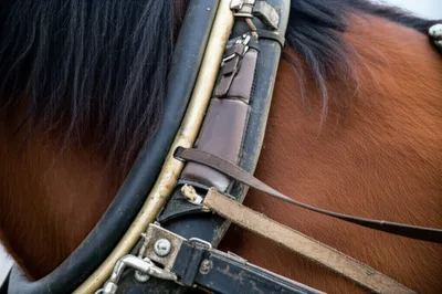 Illustration hame - Image 1