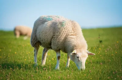 Illustration ovine - Image 1