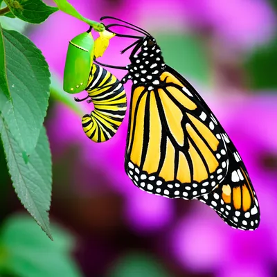 Illustration transforming - Image 1