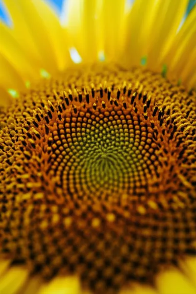 Illustration floret - Image 2