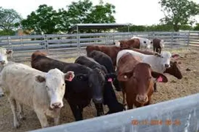 Illustration impound - Image 3