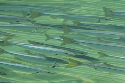 Illustration mullets - Image 1