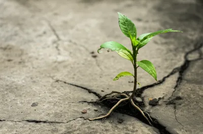 Illustration hacked - Image 1