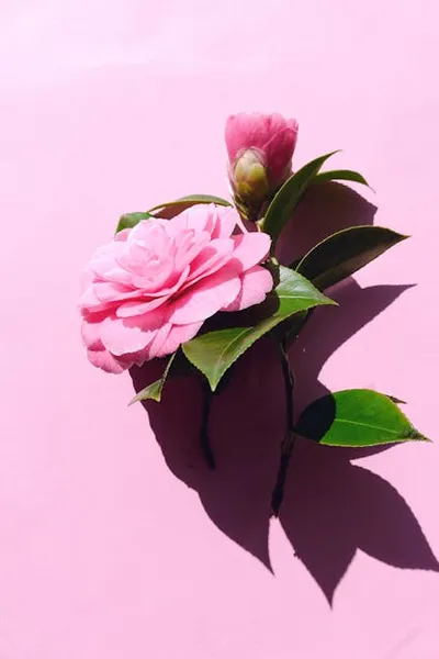 Illustration japonica - Image 2