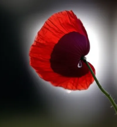 Illustration narcotic